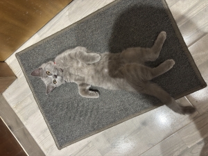 British shorthair