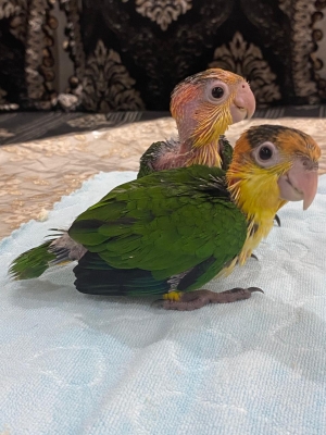 Bébé perroquet Caique tête orange
