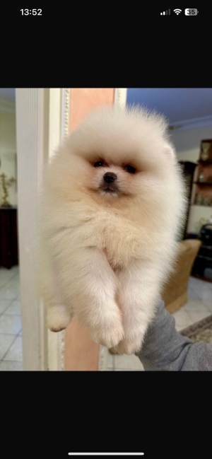 spitz nain loulou de pomeranie