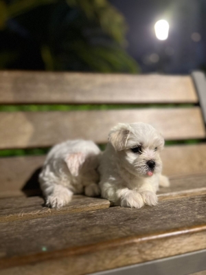 Chiots bichon maltais