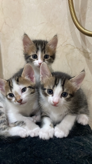 4 châtons pour adoption Casa