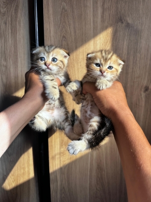Chaton Scottich fold