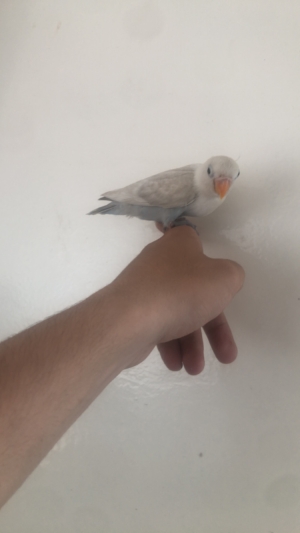 Inséparable dressé