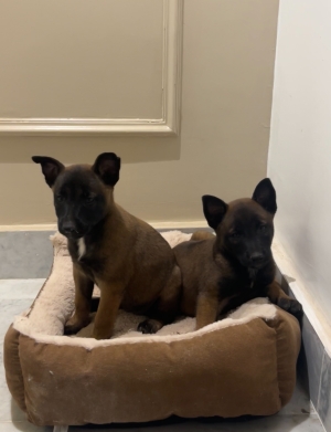 Berger Belge Malinois