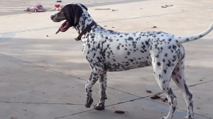 Chiot dalmatien femelle 6mois