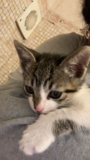 Chaton 2 mois Male a adopter