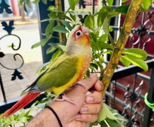 Conure molina ananas red face