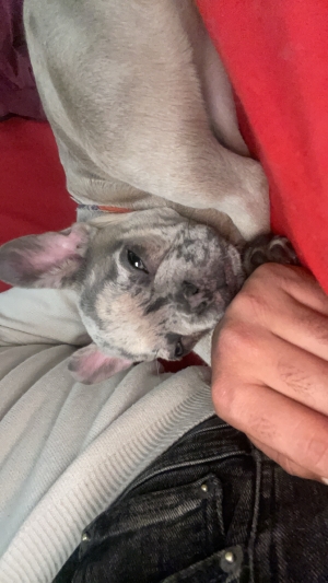 French bulldog exotic