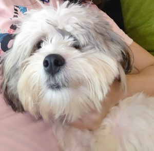 Chien thih Tzu a vendre