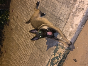 Malinois