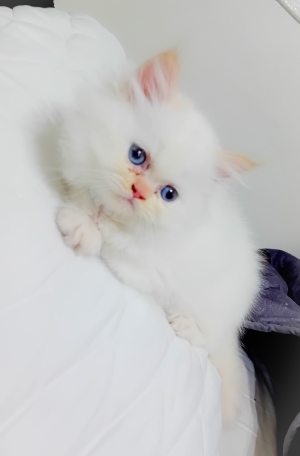 Chaton persan himalayenne