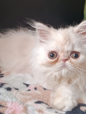 Chaton persan race pur 2 mois