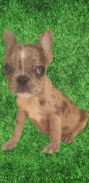 Bulldog français exotique