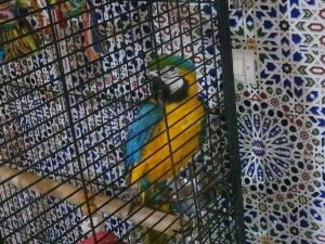 Ara arauna âgé de 9 mois