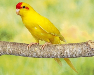 Kakariki jaune semi dresse