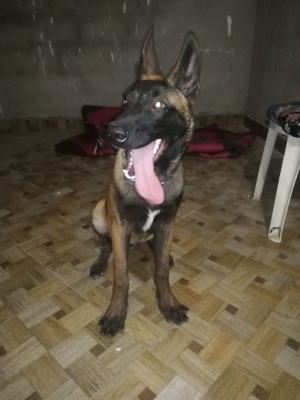 Malinois female ♀ 4mois