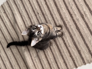 Chat pour adoptation