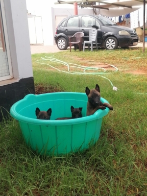 Berger Belge Malinois 🐾