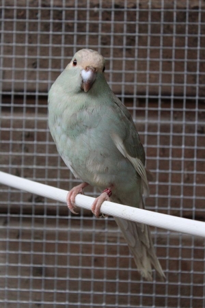 Couple kakirikis male jaune et femelle gris