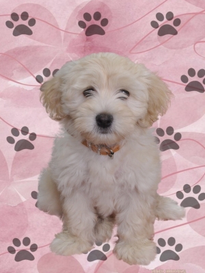 Chien bichon havanis