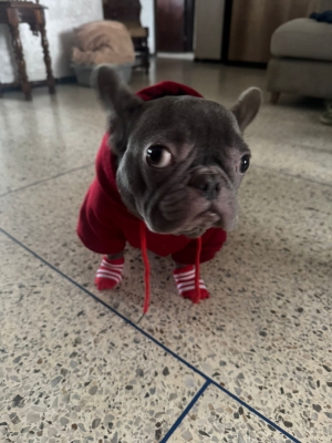 Bulldog français exotique