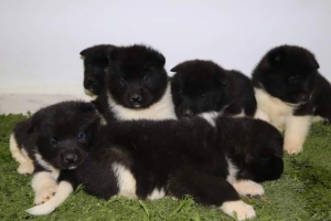 Disp chiot akita américain top d top