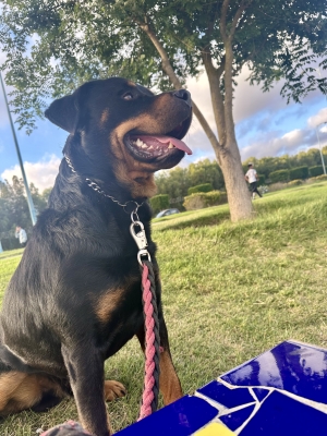 Rottweiler Male