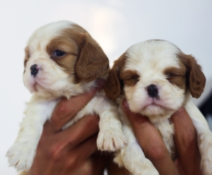 chiots CAVALIER KING CHARLES