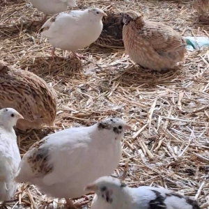 Caille. Poussin. Oeuf. Volaille Basse-cour BIO