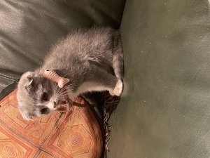 Scottish Fold femelle