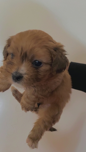 Chiots bichon havanais