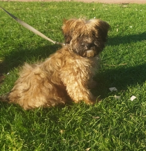 Bichon Maltais mâle de 4 mois