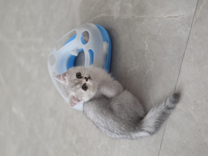 Chatton scottish straight silver