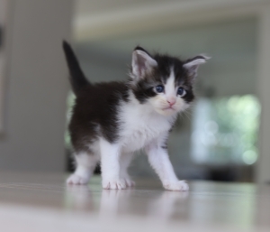 Male maine coon black and white pedigree