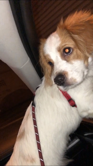 Cavalier king charles