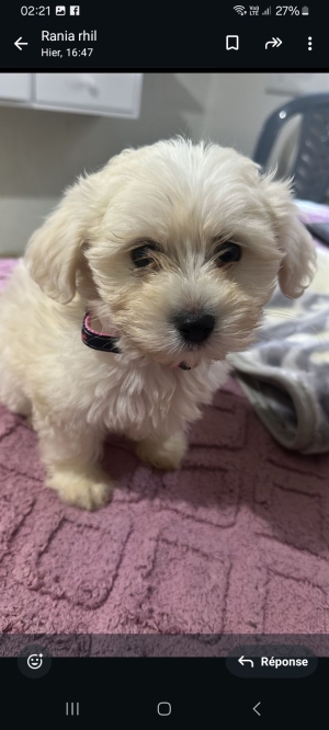 Chienne deux mois et demi yeux bleu