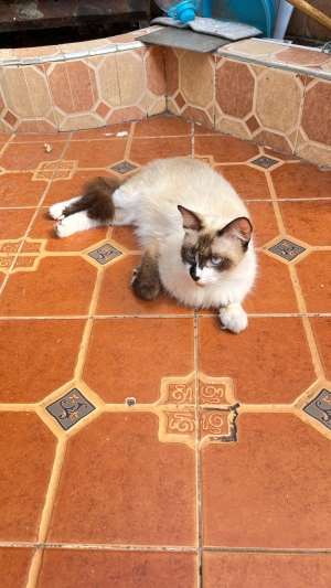 une chat ragdoll siamois