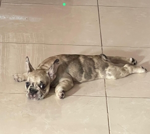 Merle french bulldog