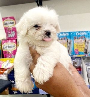 bichon maltais   petite taille