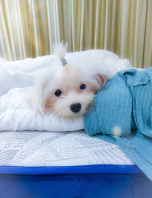 Mini Maltais avec tout documents