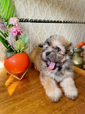 Chien bichon maltais