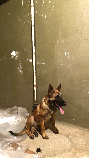 Malinois PURE
