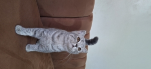Scottish fold & british shorthair