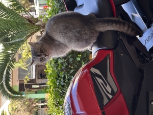 Femelle scotish silver