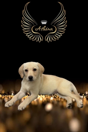 Labrador femelle 3 mois