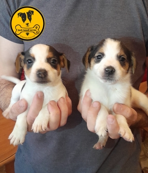 Jack russell