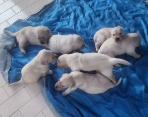 Magnifique chiots golden Pure Race