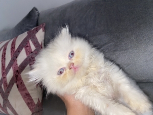 “Chatons Persans à vendre – 2 femelles blanches yeux bleus + 1 mâle – Casablanca”