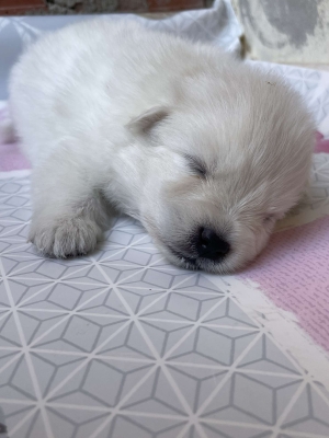 Chien Spitz Japonais