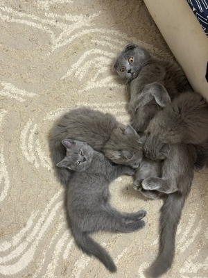 Scottish fold & straight